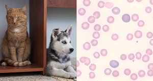Anemia nel cane e nel gatto: diagnosi e classificazione