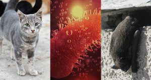 CONNETTI-CAT, disponibile il protocollo diagnostico per Lyssavirus nel gatto sviluppato dal progetto